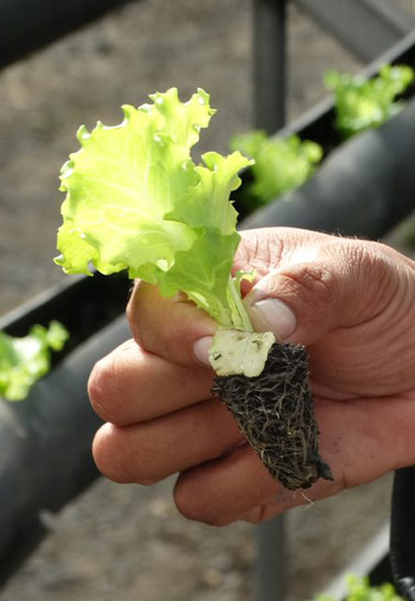 3. Biofertilizers, Biopesticides, and Microbiological Agents Modules