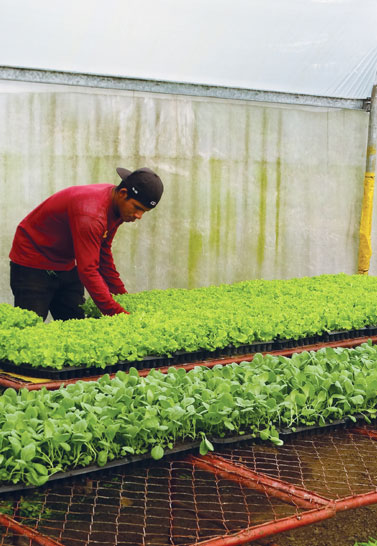2. Plant Nursery: Agroforestry & Watershed Protection