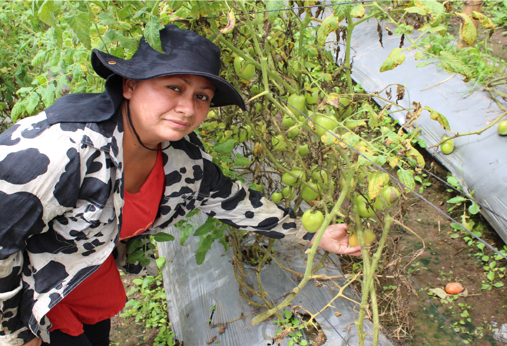 Dorling en el cultivo de tomates